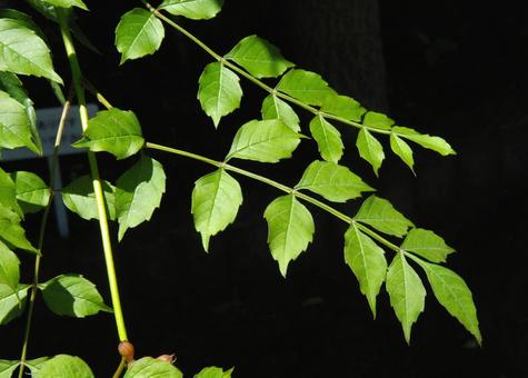 アメリカノウゼンカズラ アメリカノウゼンカズラ,亜米利加凌霄花,コノウゼンの写真素材
