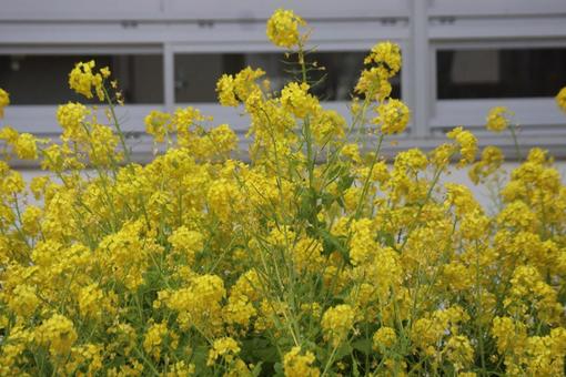 小さな菜の花畑 小さな菜の花畑の写真