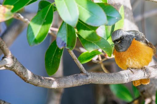 照片, 黄尾鸲, 乔比奥, 雄性daurian redstart, 