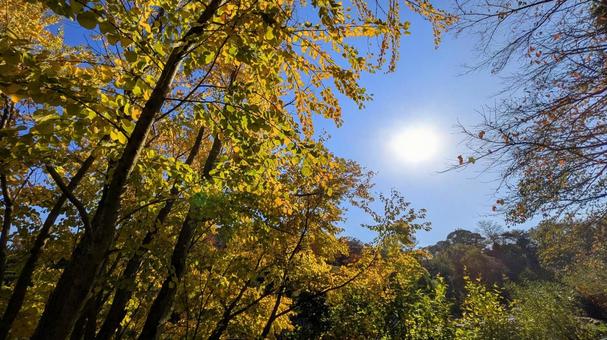 秋の光に包まれて 秋,自然,赤色の写真素材