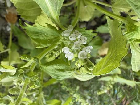 青じその花 04 青じその花 04 青紫蘇,青ジソ,ハーブの写真素材
