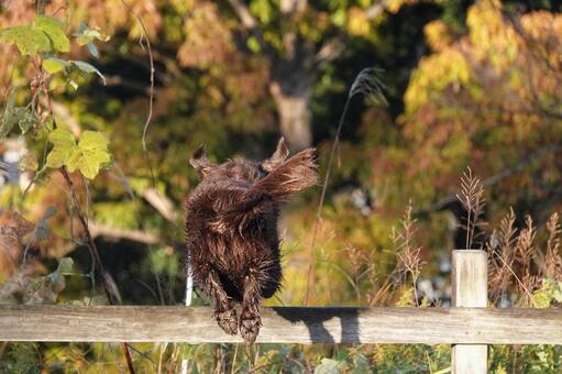 朝日に輝く肉球 犬,大型犬,レトリーバーの写真素材