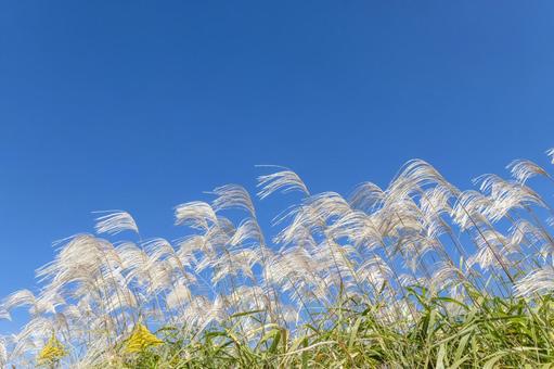 すすきと青空。秋の自然風景のイメージ すすきと青空。秋の自然風景のイメージの写真