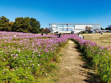 葛西臨海公園のコスモス コスモス,花,ピンクの写真素材