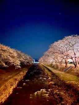 夜桜 桜,夜桜,春の四重奏の写真素材