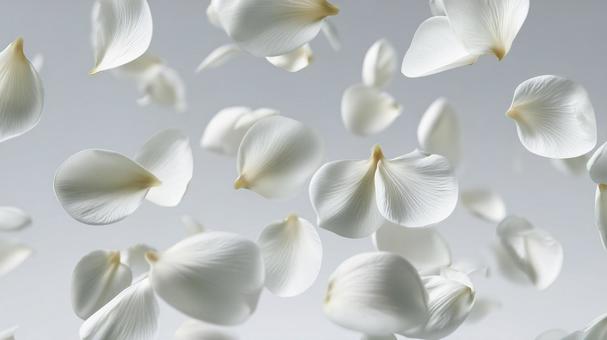 白の花びらに白の背景の写真