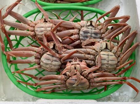 カゴ盛りの香箱ガニ 香箱ガニ,蟹,カニの写真素材