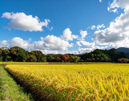 秋晴れの田園と黄金色の稲穂 秋晴れの田園と黄金色の稲穂の写真