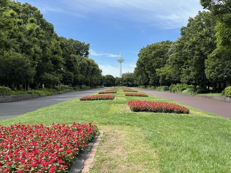 所沢航空記念公園の夏・放送塔を望む 所沢航空記念公園の夏・放送塔を望む 所沢航空記念公園,所沢,航空公園駅の写真素材
