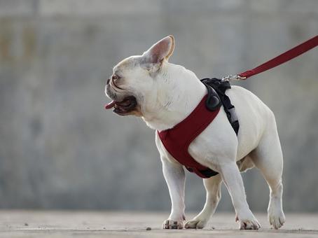 お散歩するフレブル(フレンチブルドッグ) お散歩するフレブル(フレンチブルドッグ) 犬,フレンチブルドッグ,フレブルの写真素材