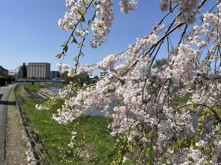 桜の季節 春,フラワー,flowerの写真素材