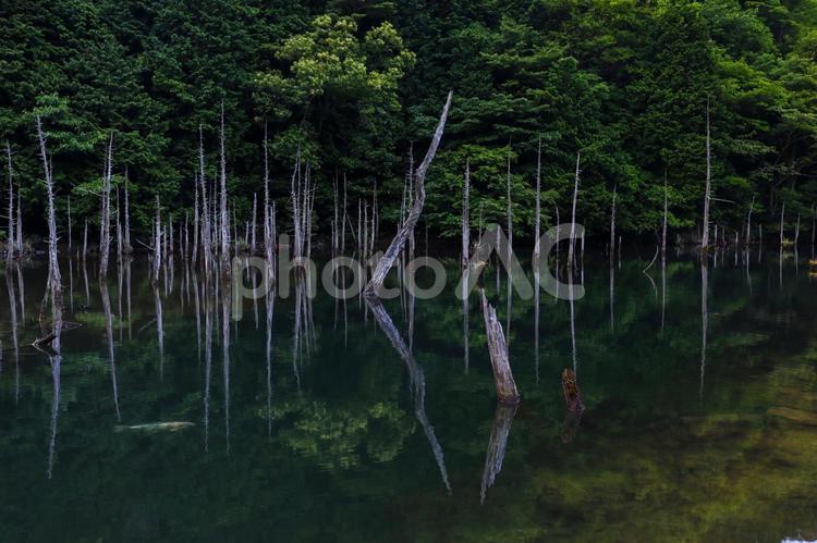 一の俣桜公園 一の俣桜公園,水没林,鯉の写真素材