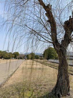 風景 柳 木 春 自然 風景 柳 木 春 自然の写真