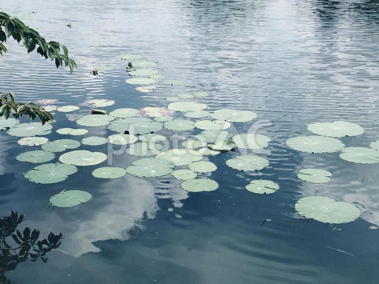 睡蓮のある池 タグ,ハス,蓮の写真素材