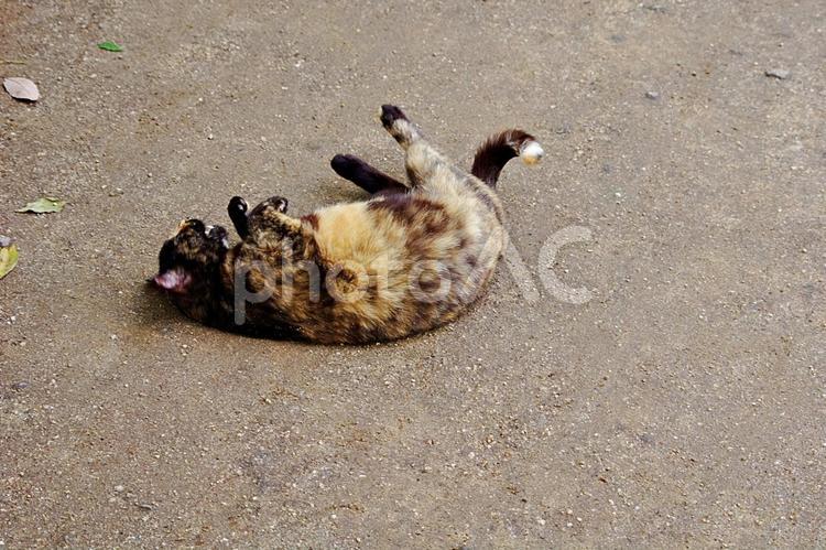 転がるサビ猫　気持ちいい ネコ,猫,サビの写真素材