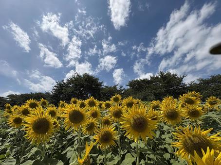 夏満開 夏満開 ひまわり,北上ひまわりプロジェクト,展勝地スポットの写真素材