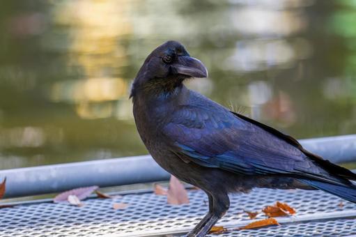 カラスのアップ カラスのアップの写真