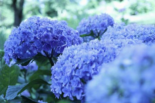 Blue and hydrangea, JPG Blue and hydrangea, JPG