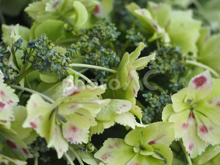 あじさい　“ブリーディングセレクション” あじさい,紫陽花,緑の写真素材