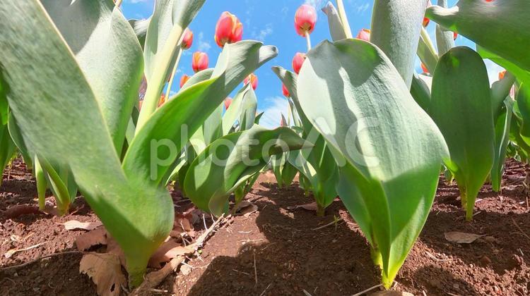チューリップ花壇の地面から青空を見上げる チューリップ,畑,地面の写真素材