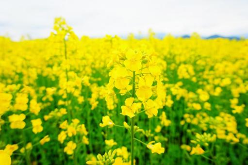 Photo, sannokura highland flower fields, rape blossoms, rapeseed field, 