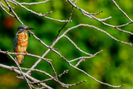 枝にまるカワセミ・コピースペース カワセミ,野鳥,鳥の写真素材
