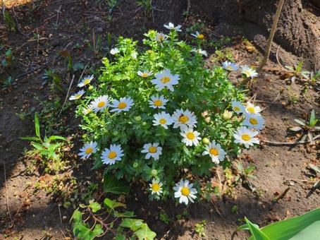 マーガレットの写真