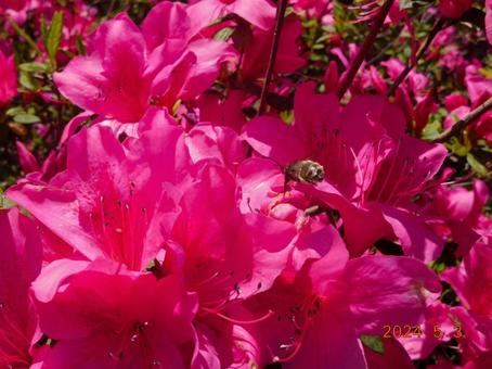 Azalea in full bloom, JPG Azalea in full bloom, JPG