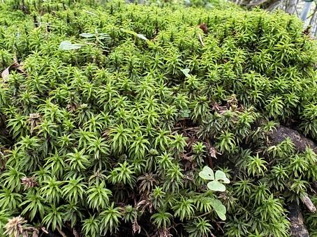 苔 自然,風景,山の写真素材