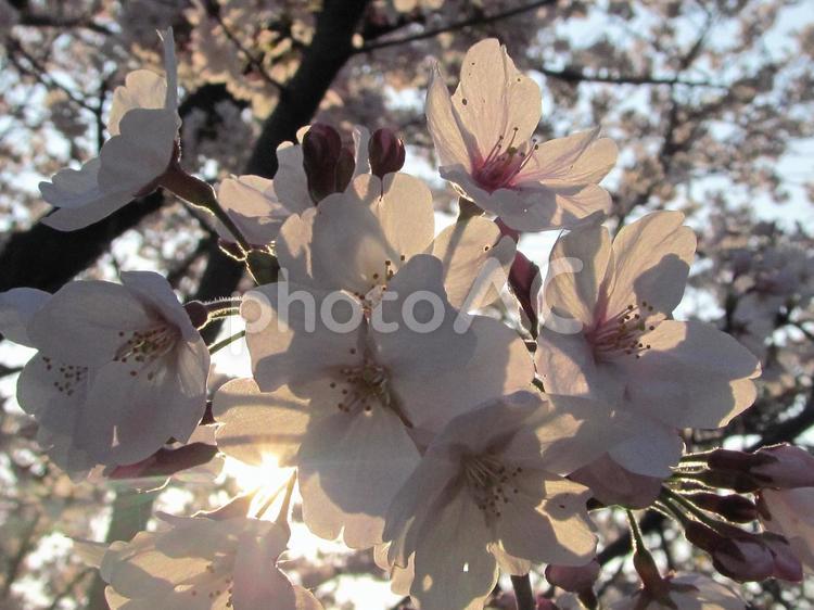 朝日の光と桜 桜,ソメイヨシノ,開花の写真素材