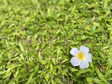 Plumeria, JPG Plumeria, JPG