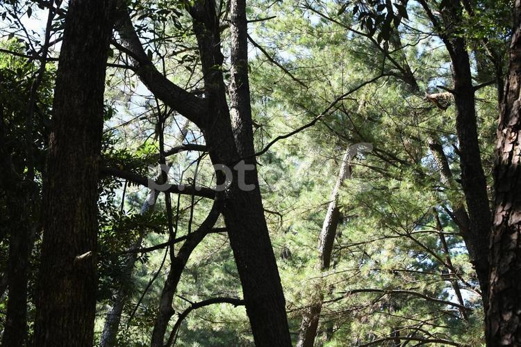 初夏の木漏れ日 初夏,防風林,木漏れ日の写真素材