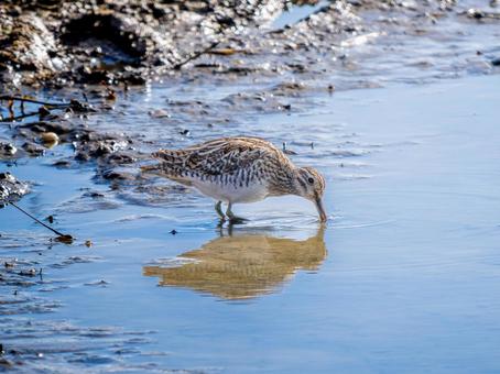水辺のシギ 水辺のシギ シギ,野鳥,鳥の写真素材