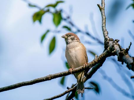 枝にとまるスズメ スズメ,雀,鳥の写真素材
