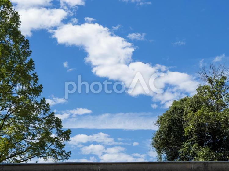 青空と雲と木 青空,夏空,夏の写真素材