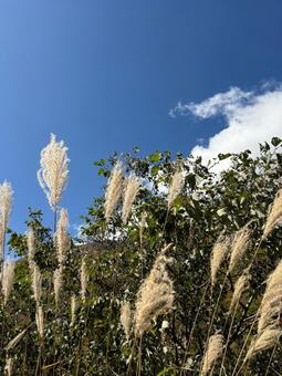 秋のススキと青空が美しい自然の草原風景 秋,すすき,草原の写真素材