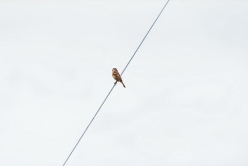 A sparrow perched on a power line looking around, JPG A sparrow perched on a power line looking around, JPG
