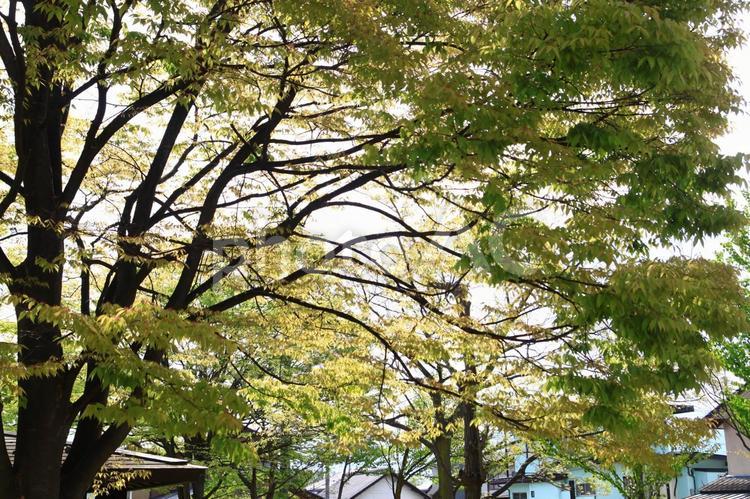 長野市　和田公園 自然,みどり,リラックスの写真素材