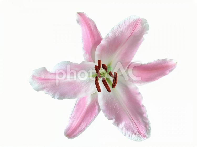 薄ピンクのゆりの花全開 ゆり,百合,ピンクの写真素材