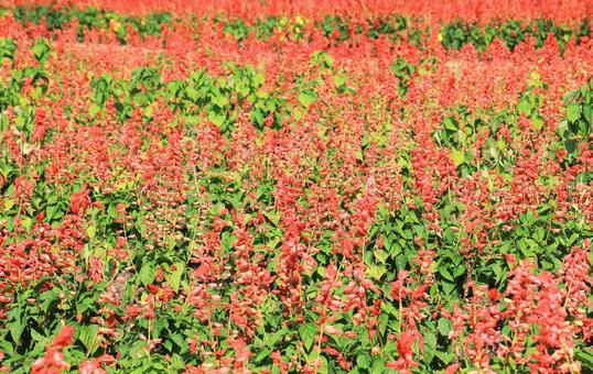赤いサルビアの花畑 赤いサルビアの花畑 サルビア,花畑,赤い花の写真素材