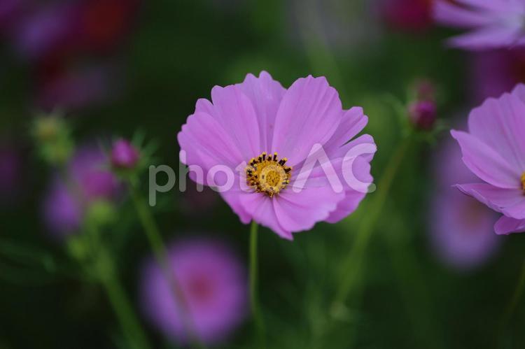 静かな輝きを放つピンクのコスモス コスモス,花,ピンクの写真素材
