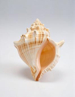 白い背景に巻貝の殻 白い背景に巻貝の殻の写真