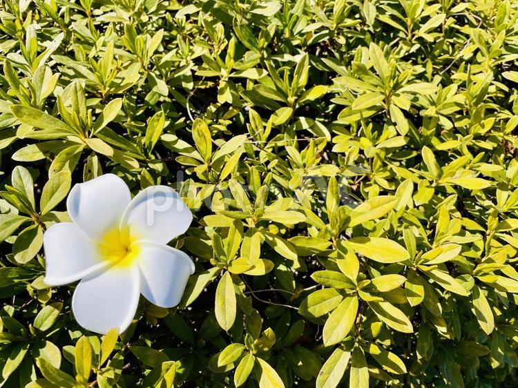 プルメリア プルメリア,女性的,造花の写真素材