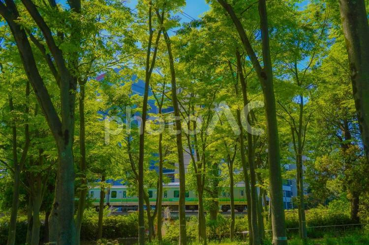 木々の隙間から見える横浜線 木々,緑,森林の写真素材