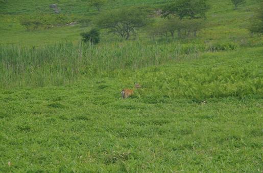 霧ケ峰高原 自然,風景,８月の写真素材