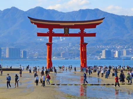 厳島神社の大鳥居 厳島神社,厳島,宮島の写真素材