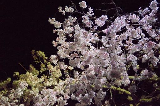 ライトアップされた桜 ライトアップされた桜の写真