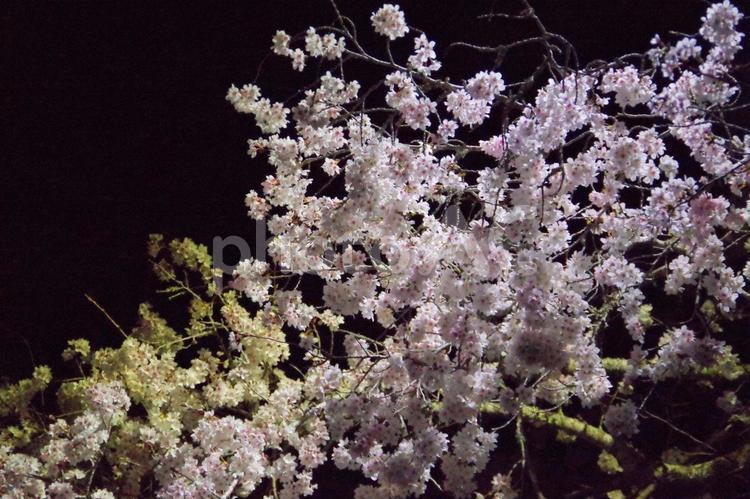 ライトアップされた桜 夜桜,ライトアップ,桜の写真素材
