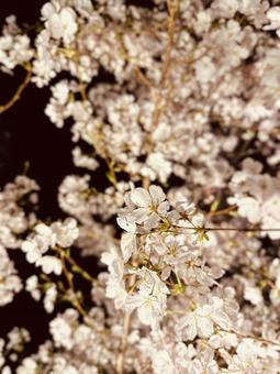 桜 桜の写真