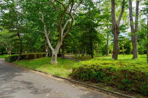 緑地公園の風景⑽ 緑地公園の風景⑽ 樹木,木,緑の写真素材